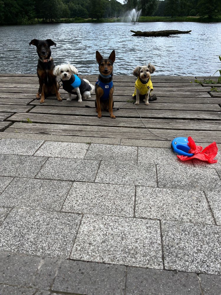 Hundetreffen-Spielrunde☺️-Profilbild