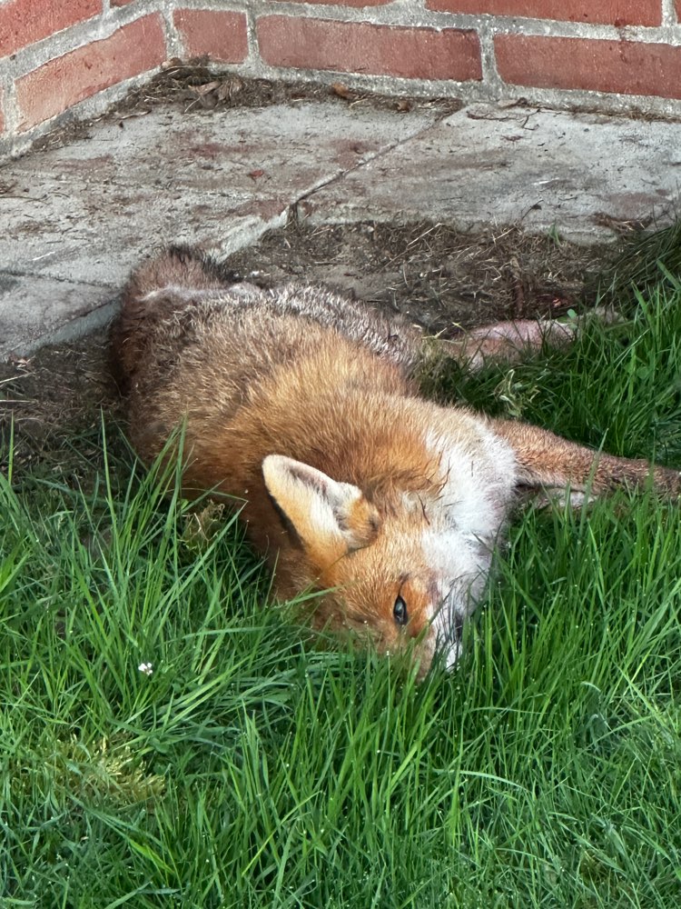 Giftköder-Giftköder, Fuchs-Profilbild