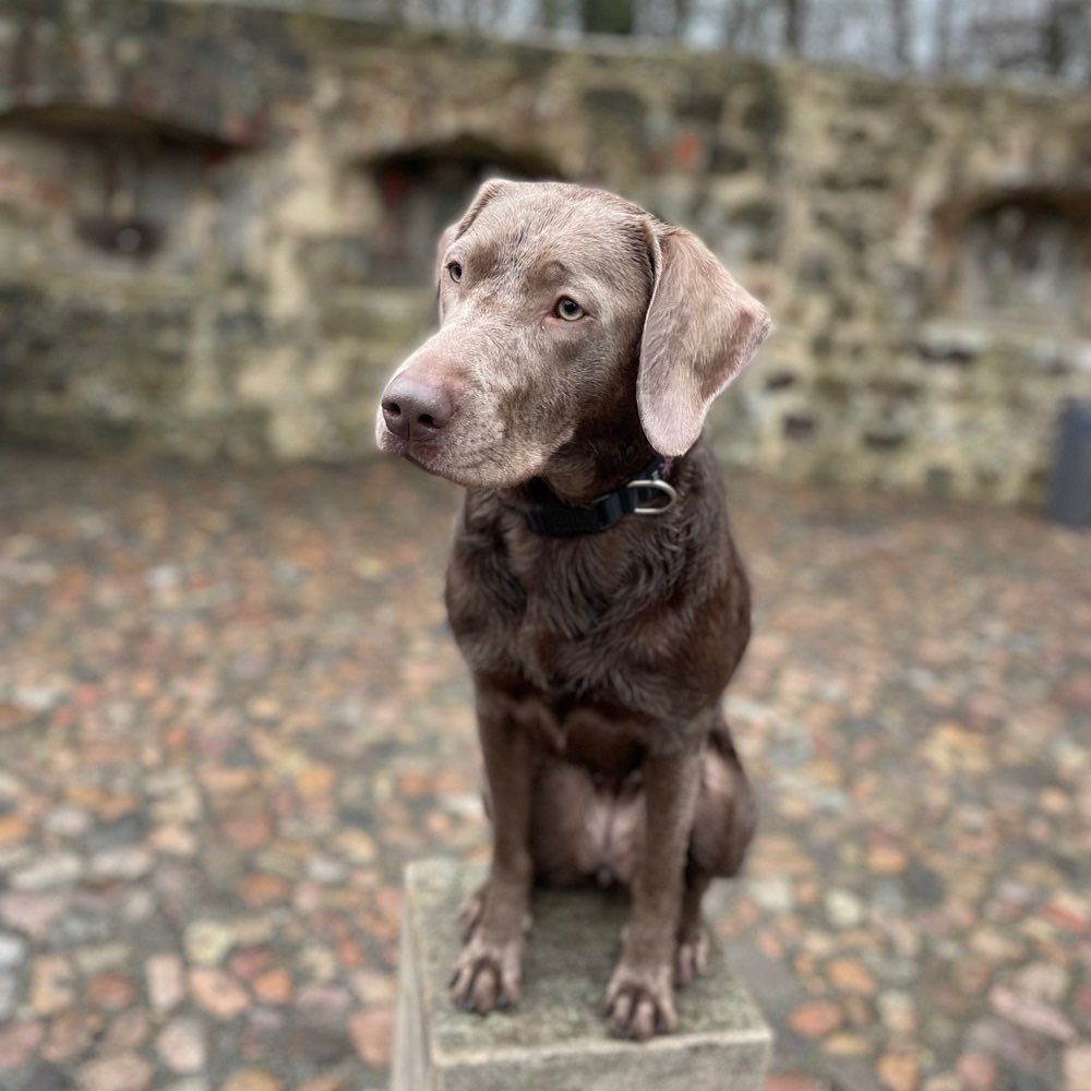 Hundetreffen-Spielkamerad gesucht 🙌🏽-Profilbild