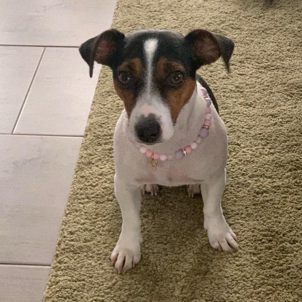 Hundetreffen-Spiele und Spass-Profilbild