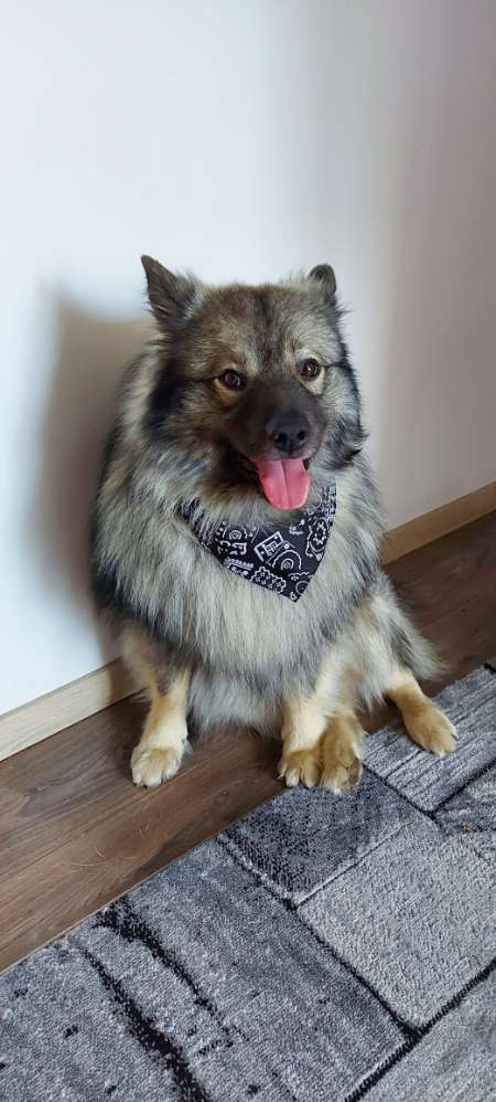 Hundetreffen-Hundekumpel-Profilbild