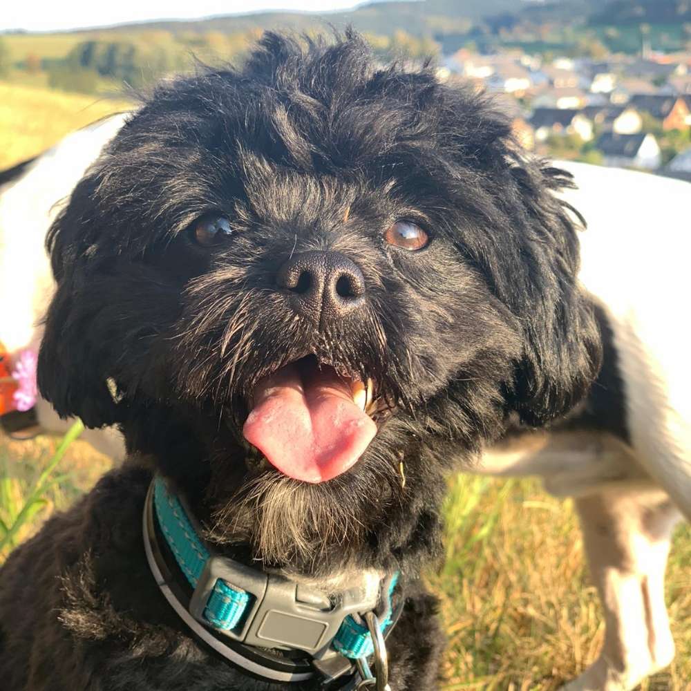 Hundetreffen-Gassirunde im Upland-Profilbild