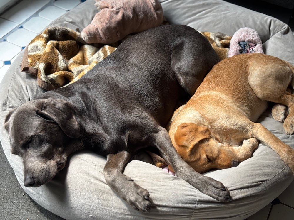 Hundetreffen-Junghundtreffen-Profilbild