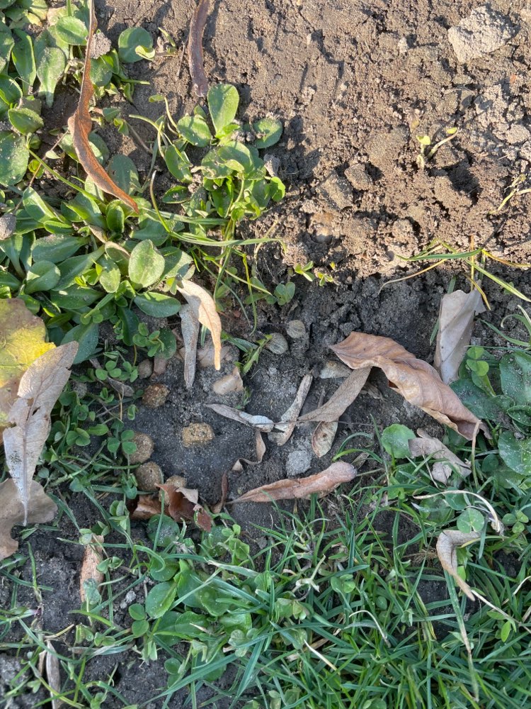 Giftköder-Trockenfutter unter Laub versteckt-Profilbild