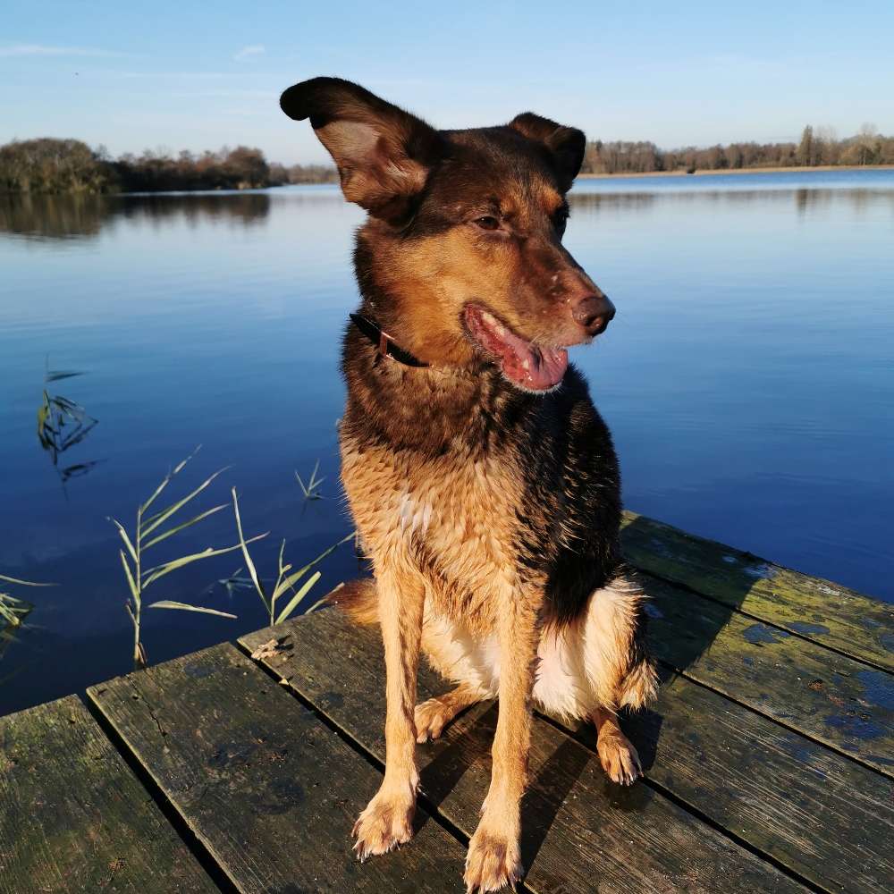 Hundetreffen-Zu Besuch in Berlin-Profilbild