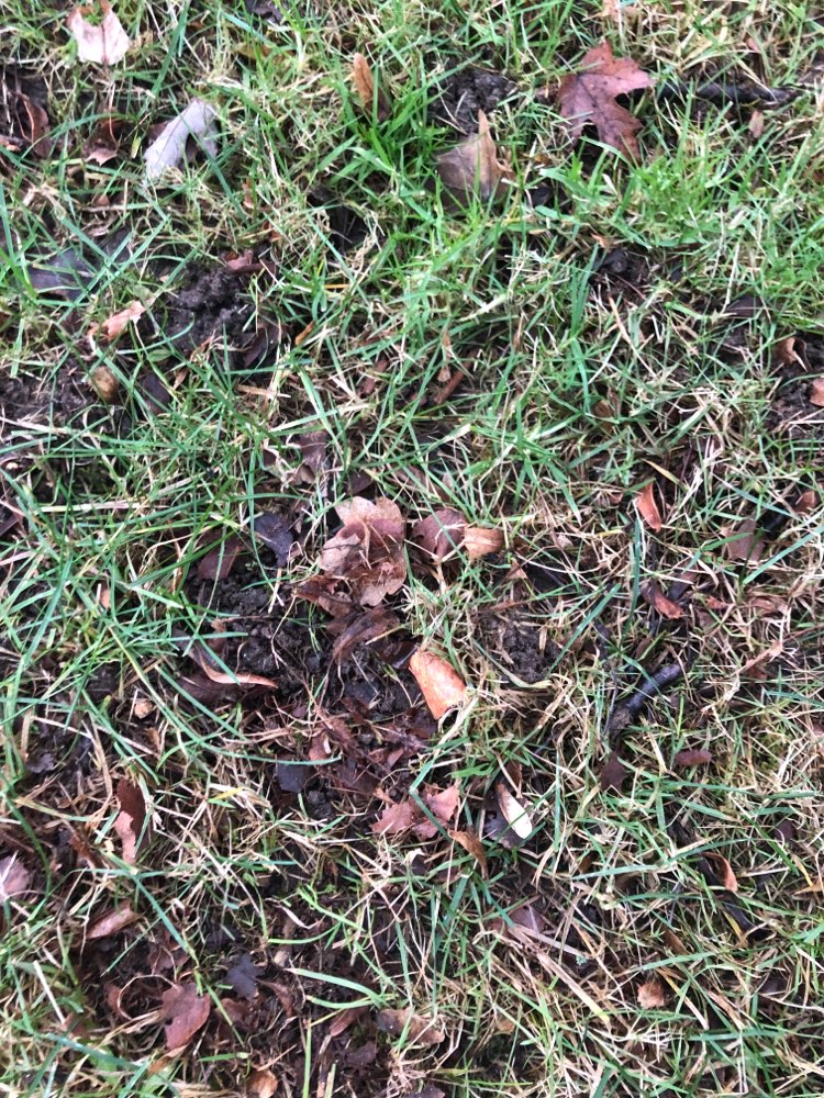 Giftköder-Giftköder-Profilbild