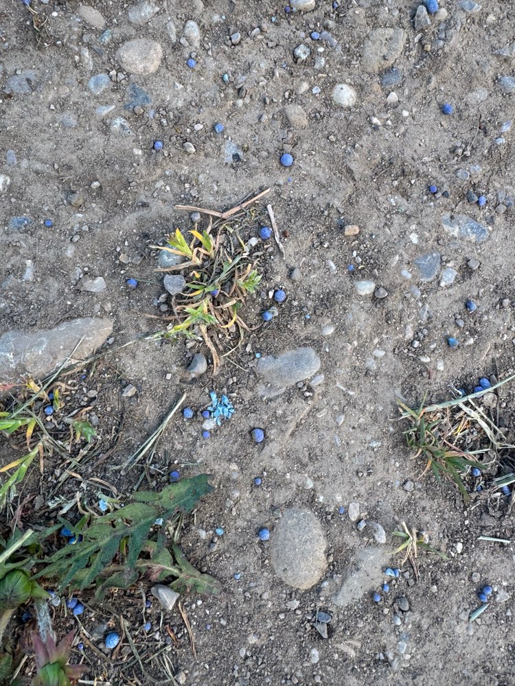 Giftköder-Blaue Körner (Dünger)-Profilbild
