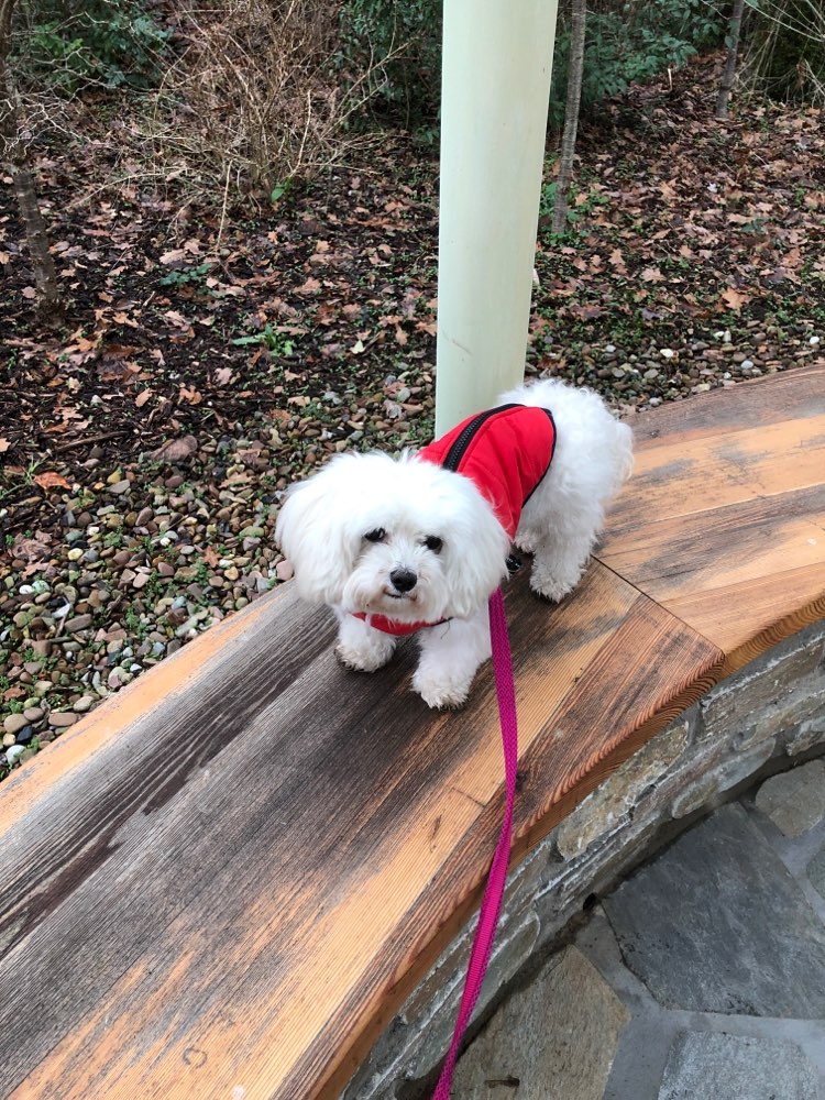 Hundetreffen-Emma-Profilbild