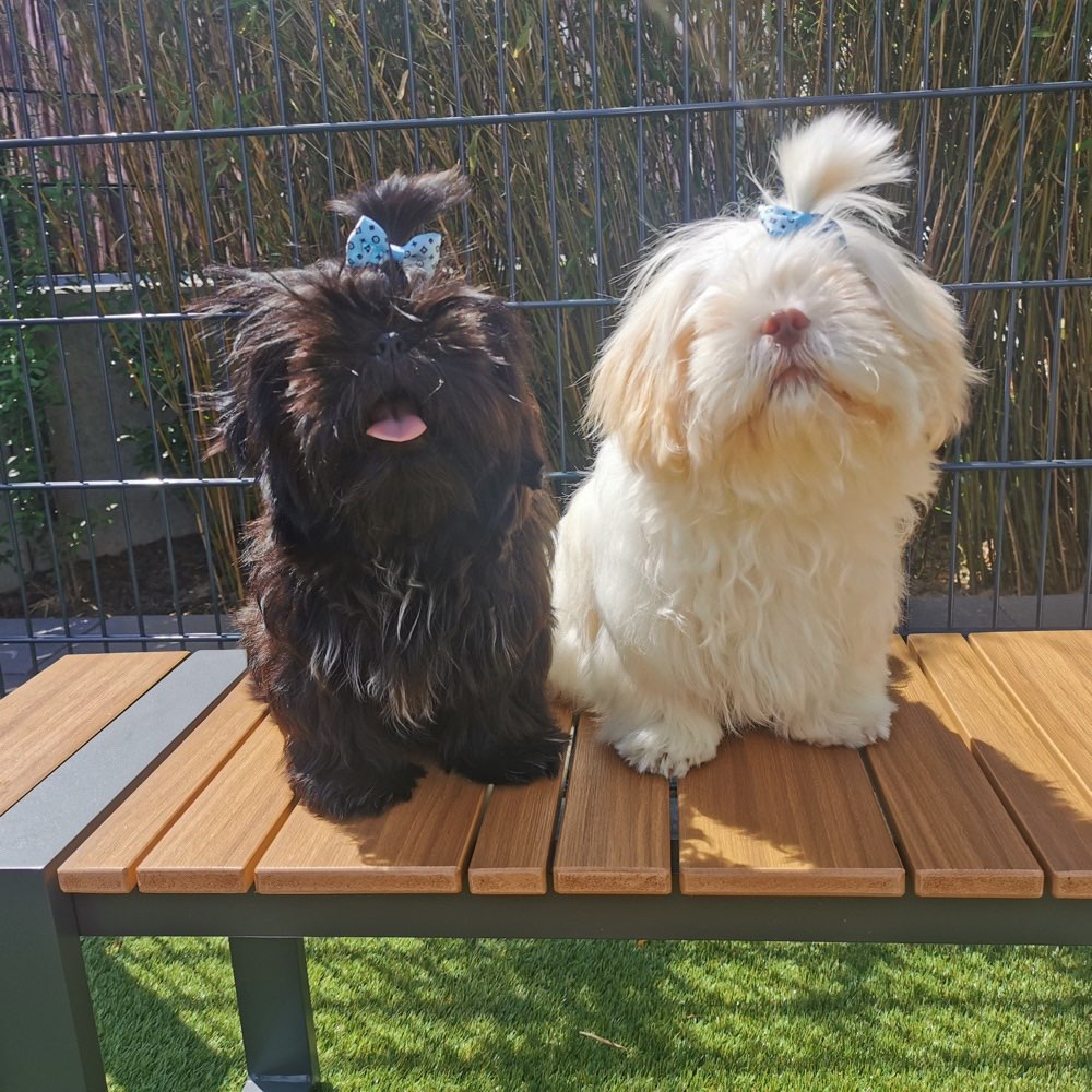 Hundetreffen-Junghunde Treffen-Profilbild