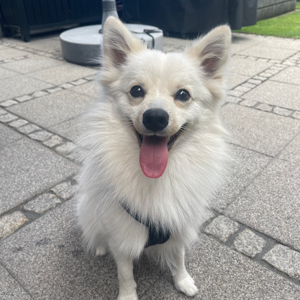 Hundetreffen-Suche einen Gassigehpartner und Spielkollege nähe Gelnhausen-Profilbild