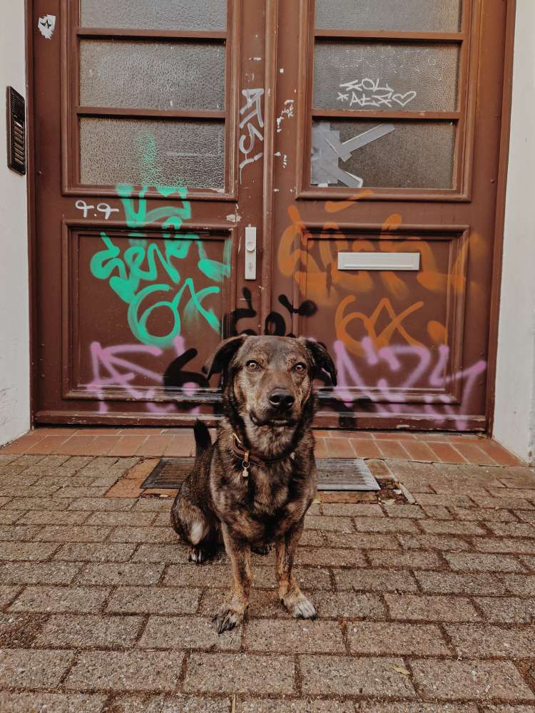 Hundetreffen-Gemeinsamer Spaziergang mit Freilauf-Profilbild