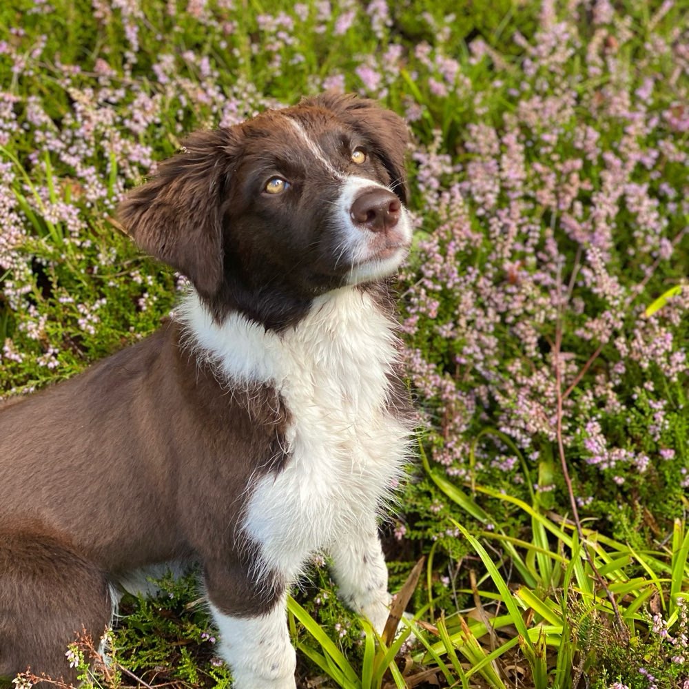 Hundetreffen-Gassi- und Spielrunden-Profilbild