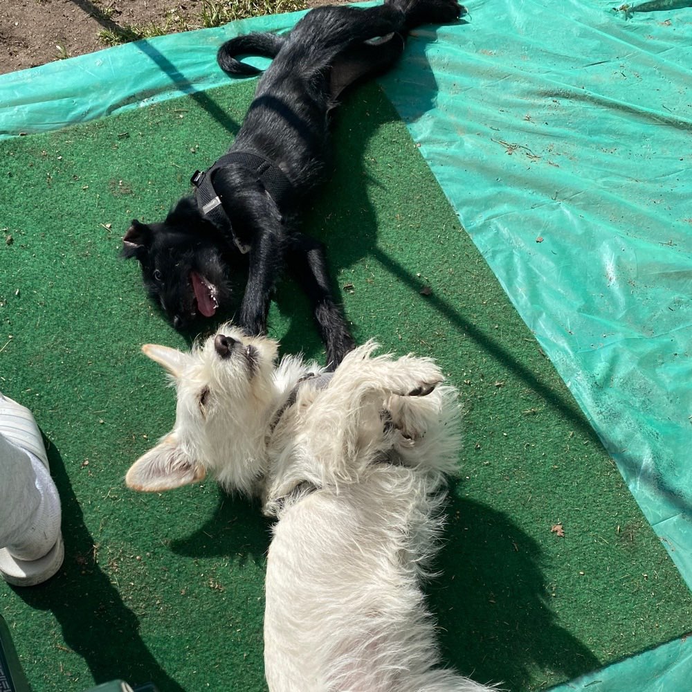 Hundetreffen-Gassi- und Spielrunde-Profilbild
