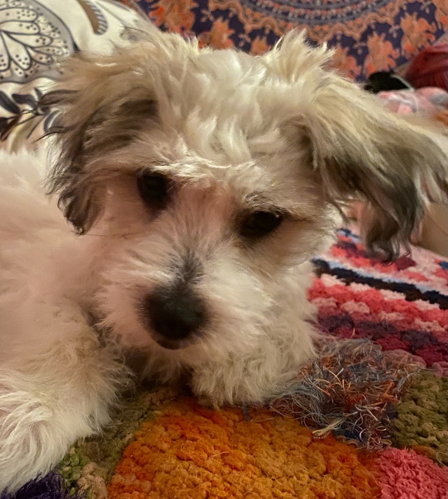 Hundetreffen-Mailo 4 Monaten sucht Spielkameraden-Profilbild