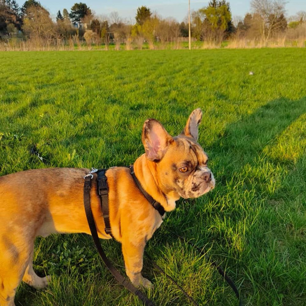 Hundetreffen-Hundetreffen-Profilbild