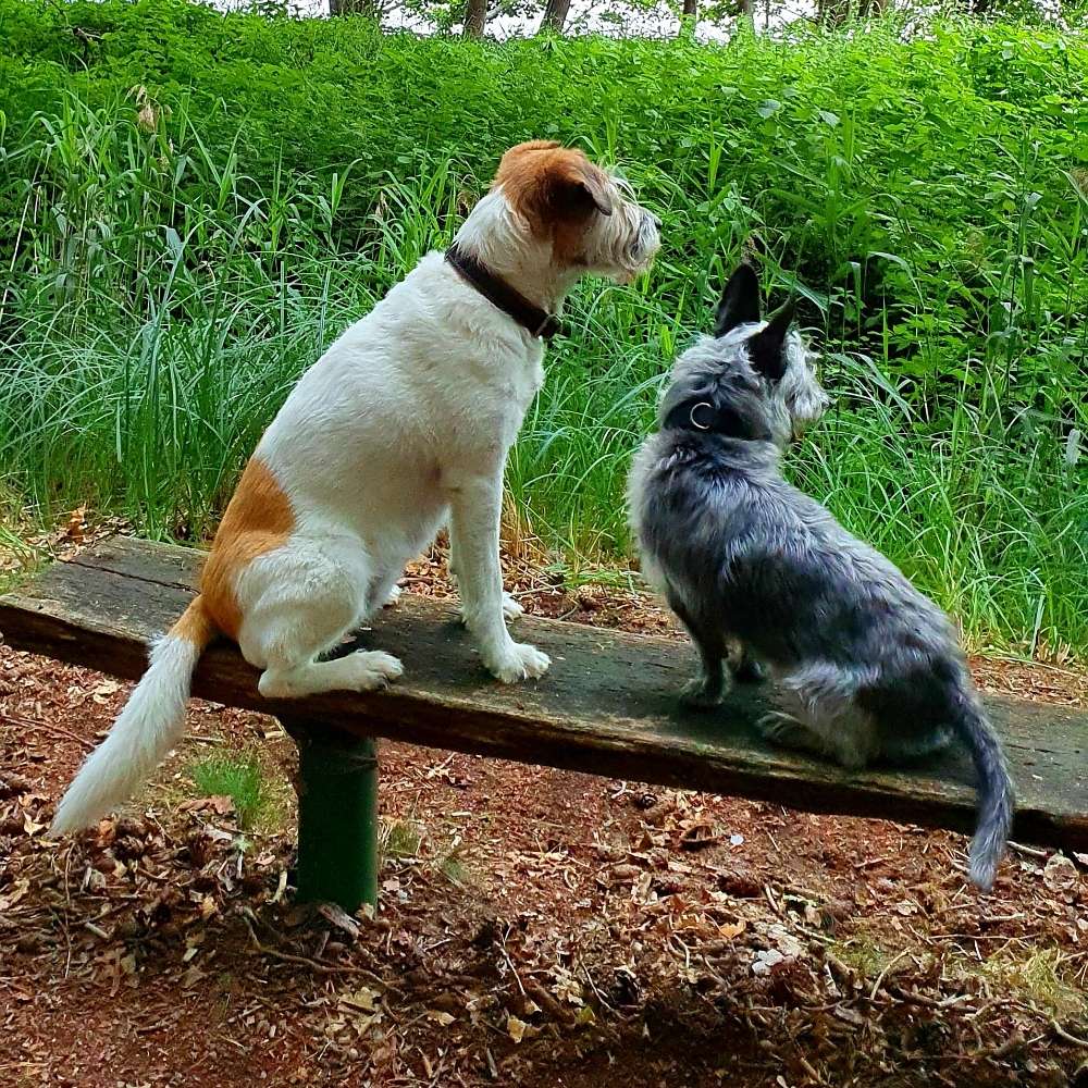 Hundetreffen-Hundebegegnungen trainieren-Profilbild
