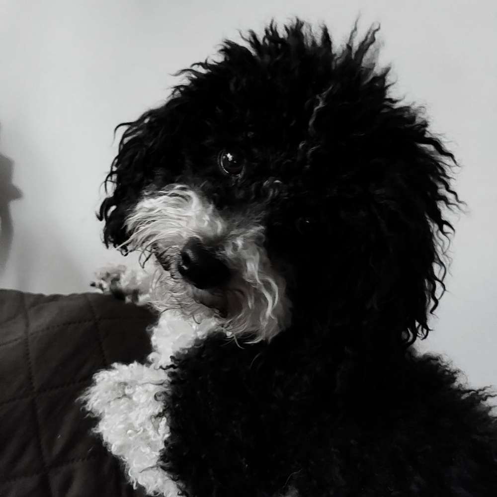 Hundetreffen-Gassi gehen und spielen-Profilbild