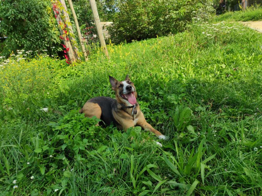 Hundetreffen-Spielkameraden gesucht! 😁-Profilbild