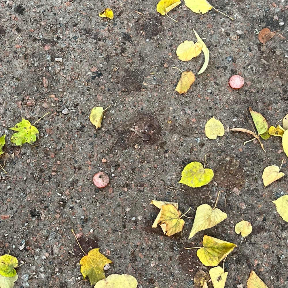 Giftköder-Wurstscheiben auf Gehweg und im Gebüsch-Profilbild