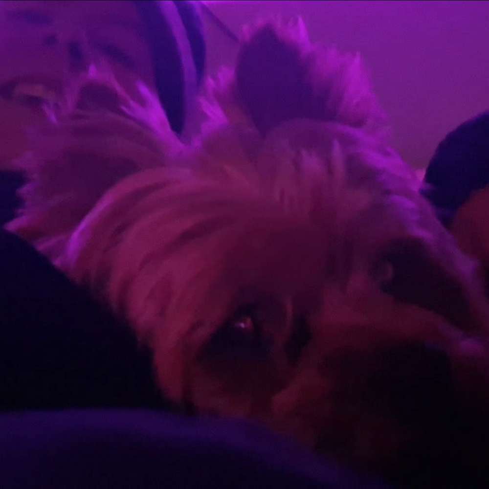 Hundetreffen-Spaziergang in der Königsheide 🐕-Profilbild