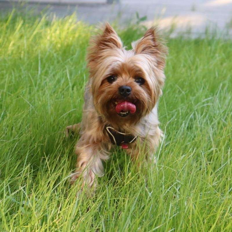 Der hechelnde Hund 🐕 Banner
