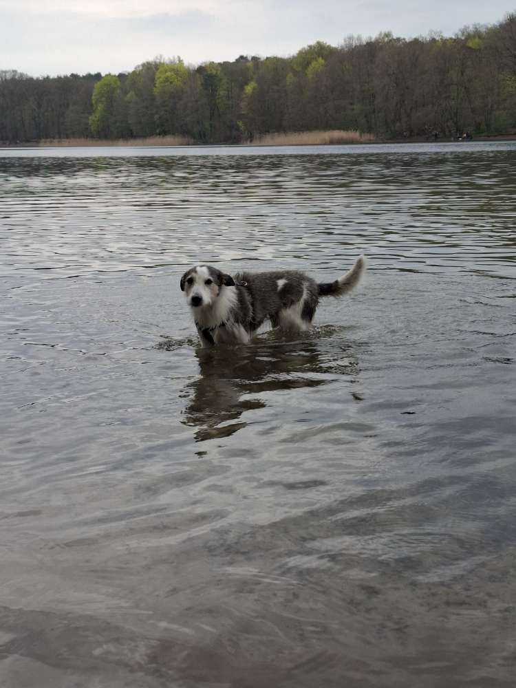 Hund im oder am Wasser 🐕 Banner