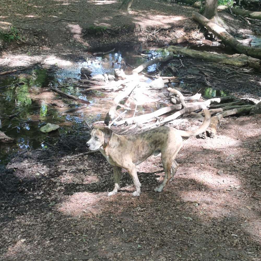 Hundetreffen-Spielen und Planschen in Kranichstein-Profilbild