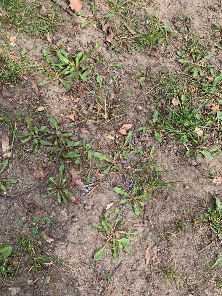 Giftköder-Blaue Kügelchen, vermutlich Gift-Profilbild