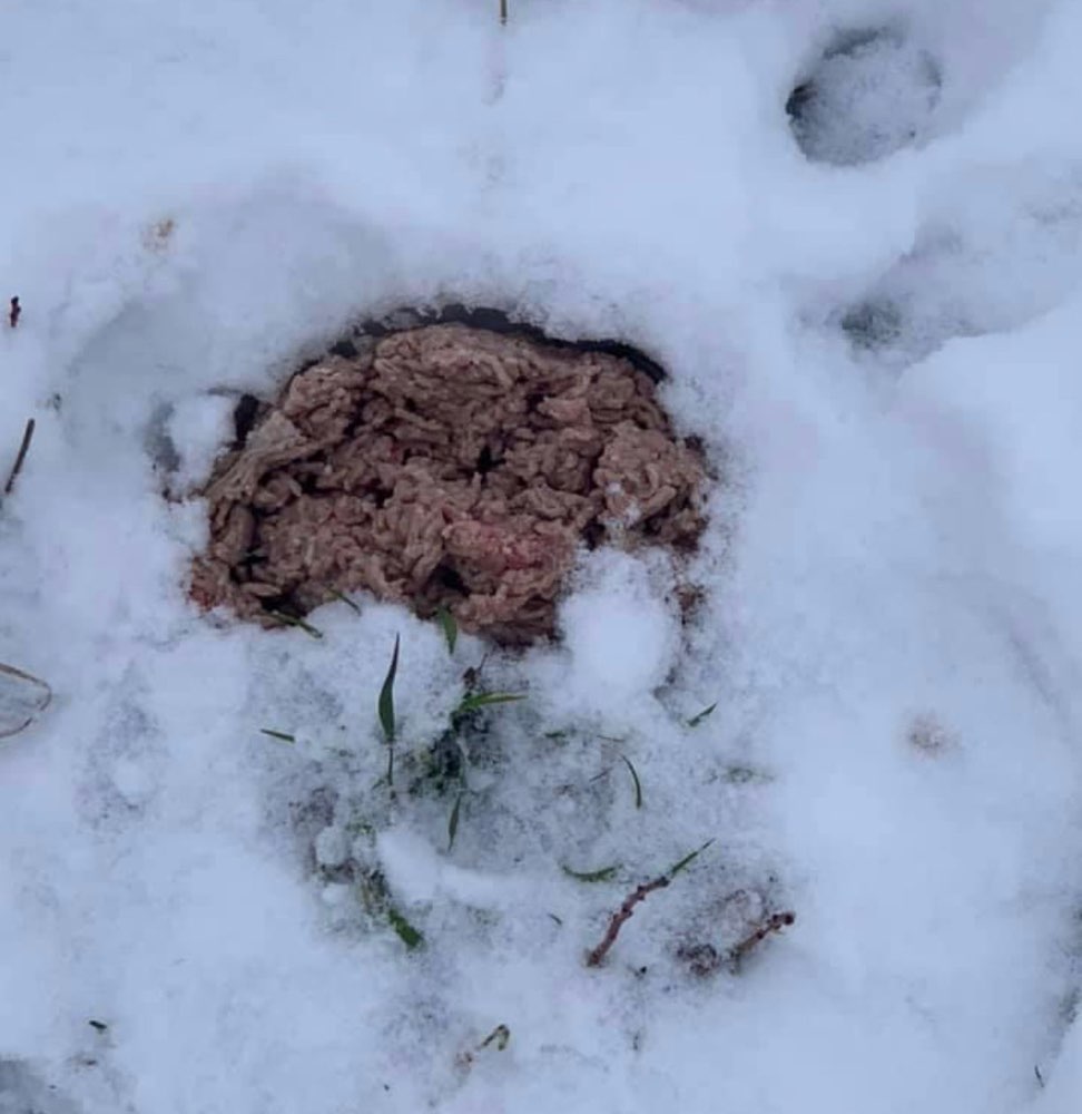 Giftköder-Vermutlicher Giftköder-Profilbild