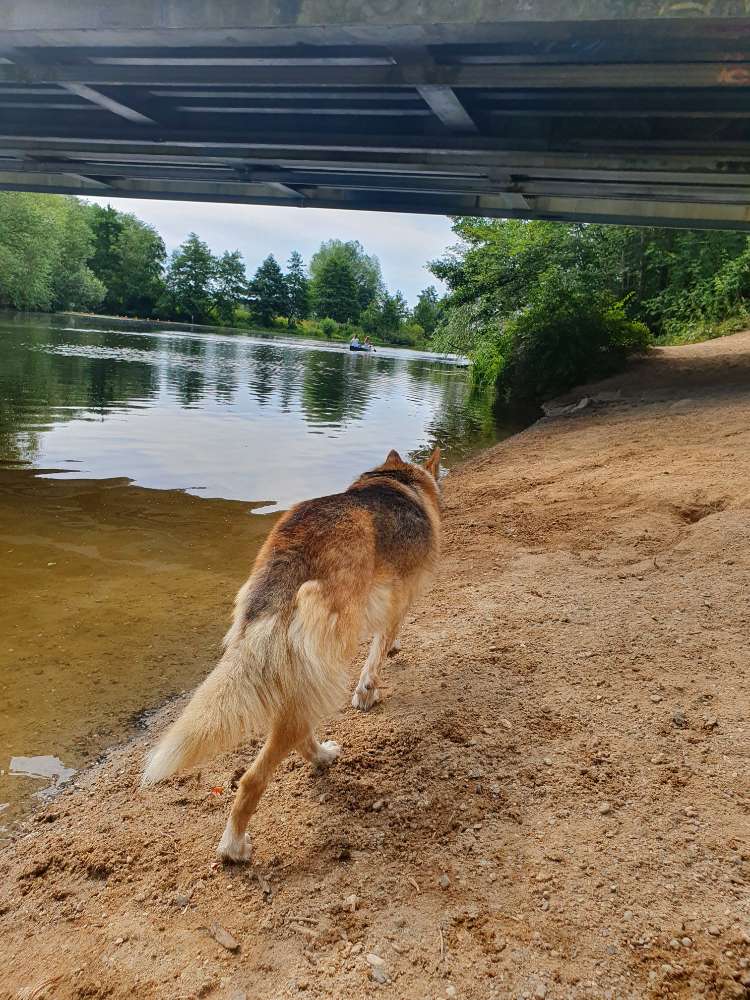 Hundetreffen-Spaziergang-Profilbild