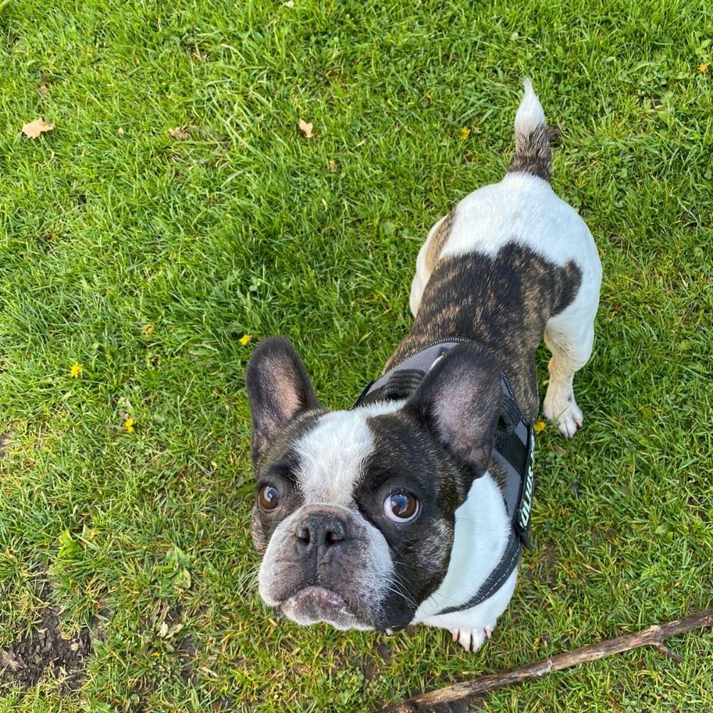 Hundetreffen-Hundefreunde gesucht Nähe Drewitz/Stern/Kirchsteigfeld-Profilbild