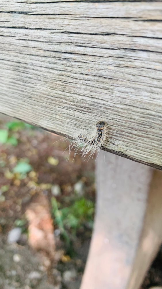 Giftköder-Eichenprozessionsspinner-Profilbild