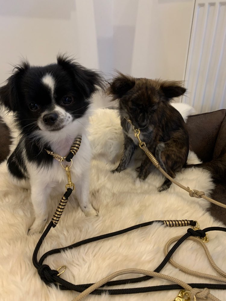 Hundetreffen-Chihuahua und Kleinhundetreffen-Profilbild