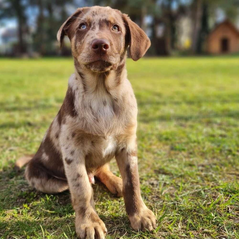 Hundetreffen-Spielfreunde gesucht bzw. Sozialkontakte-Profilbild