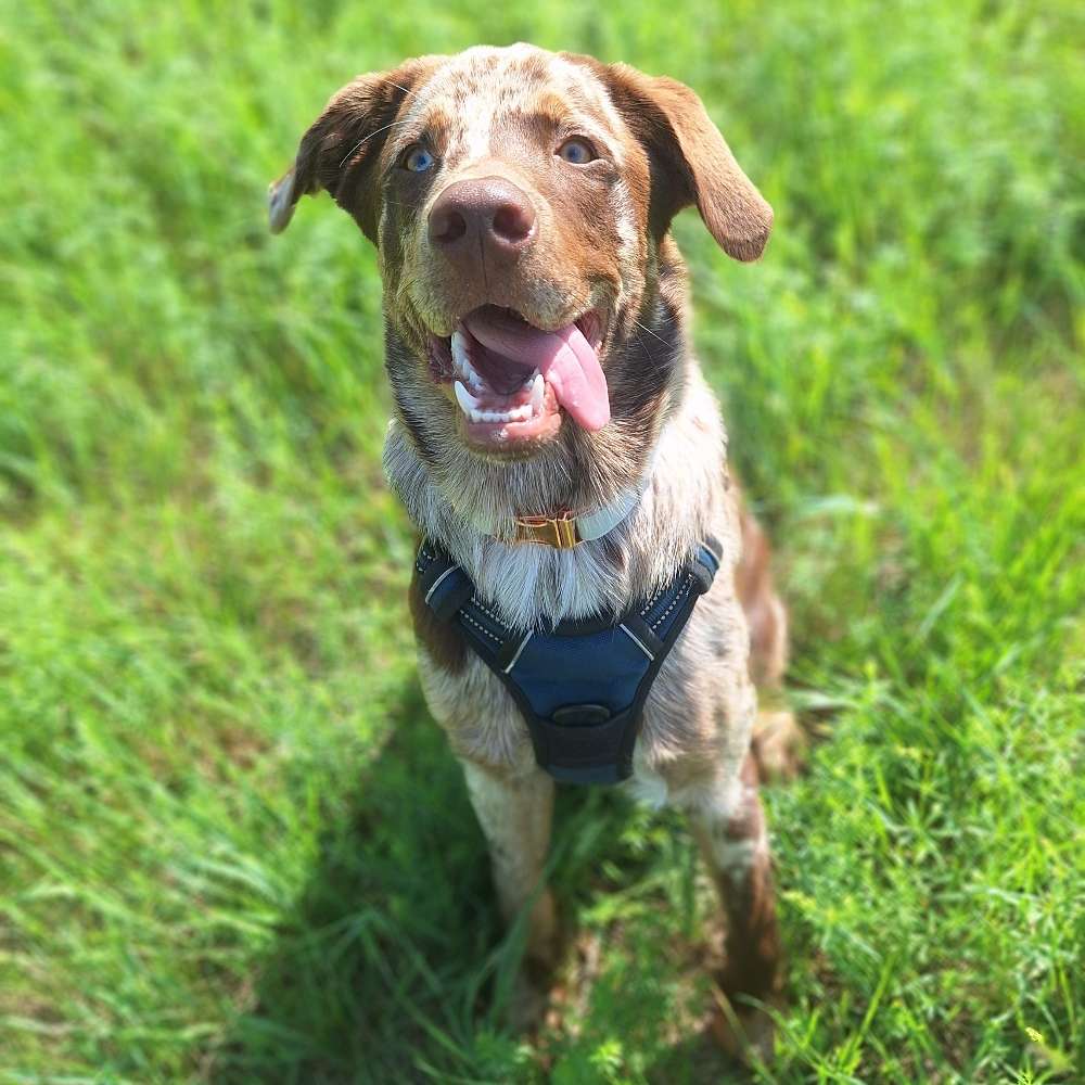 Hundetreffen-Spielfreunde gesucht bzw. Sozialkontakte-Profilbild