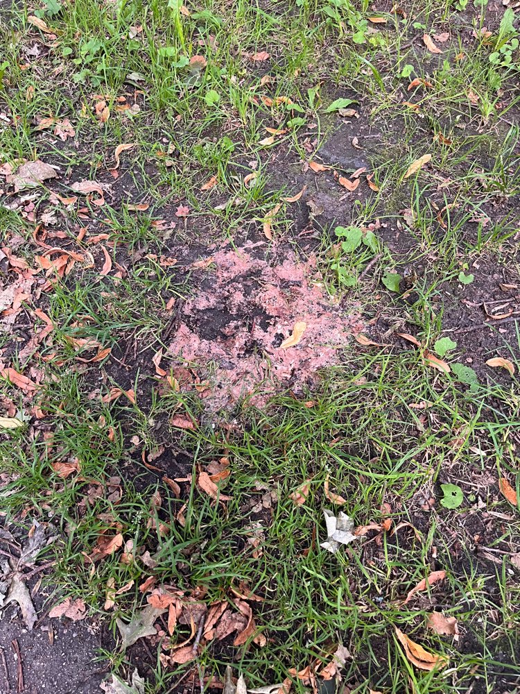 Giftköder-Erbrochenes oder Ähnliches-Profilbild