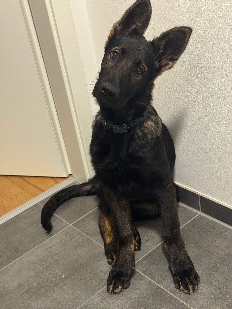 Hundetreffen-Gassi Partner in Crime gesucht-Profilbild