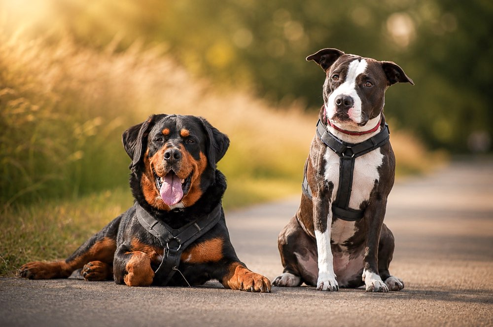 Hundetreffen-Kontrollierter Spaziergang-Profilbild