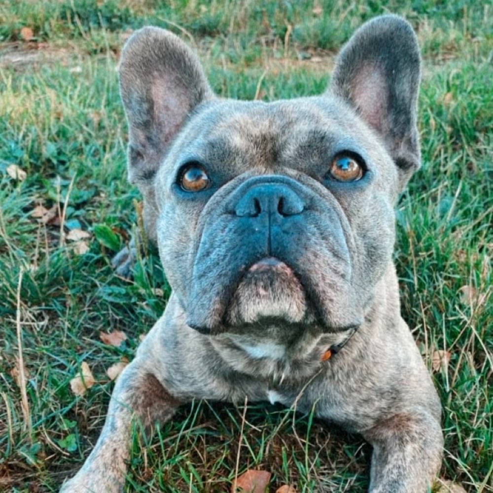 Hundetreffen-Social walk und Leinführung-Profilbild