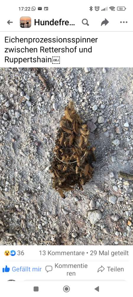 Giftköder-Eichenprozessionsspinner-Fund-Profilbild