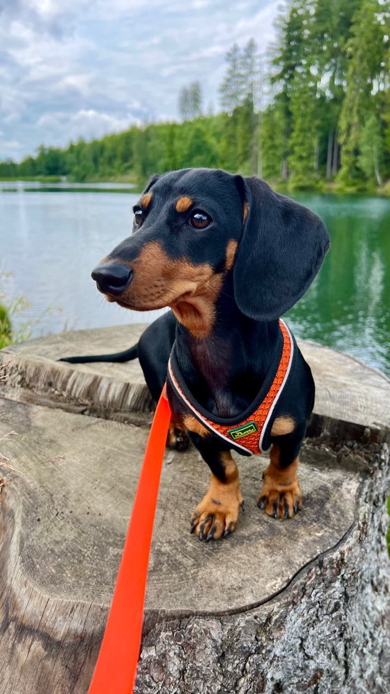 Hundetreffen-Hundetreff zum Spielen-Profilbild
