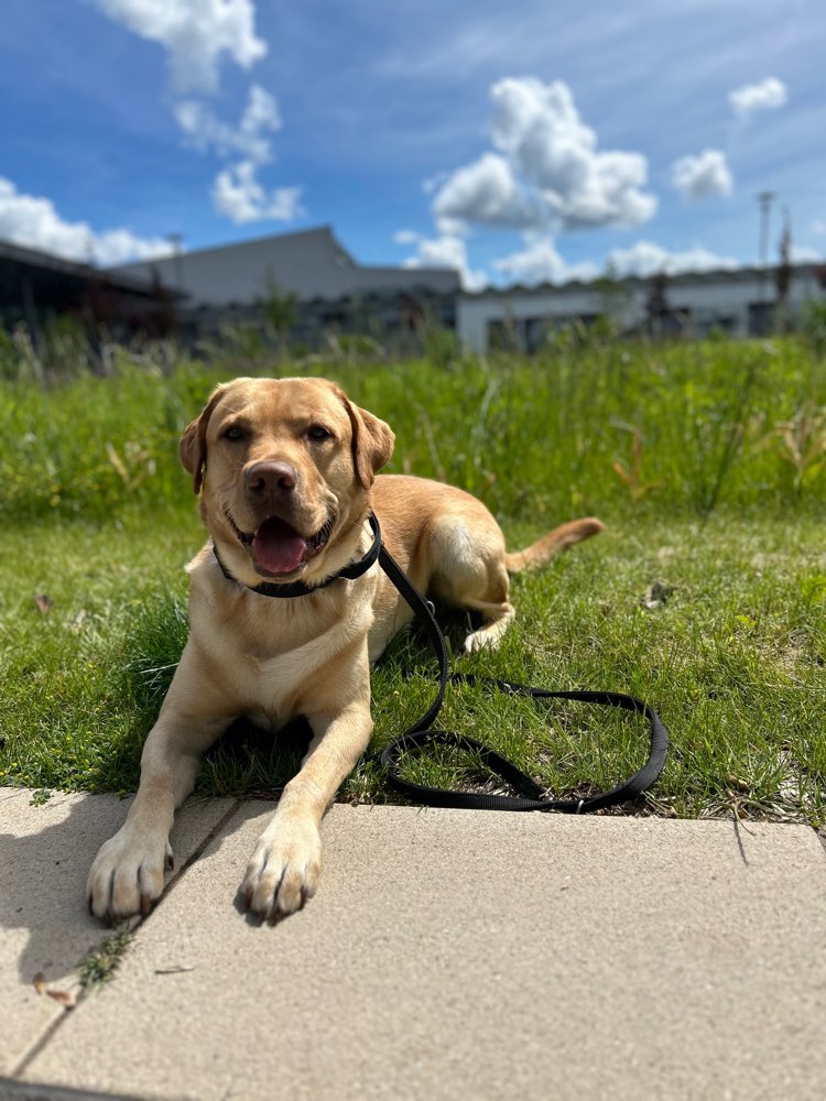 Hundetreffen-Spielkameraden gesucht-Profilbild