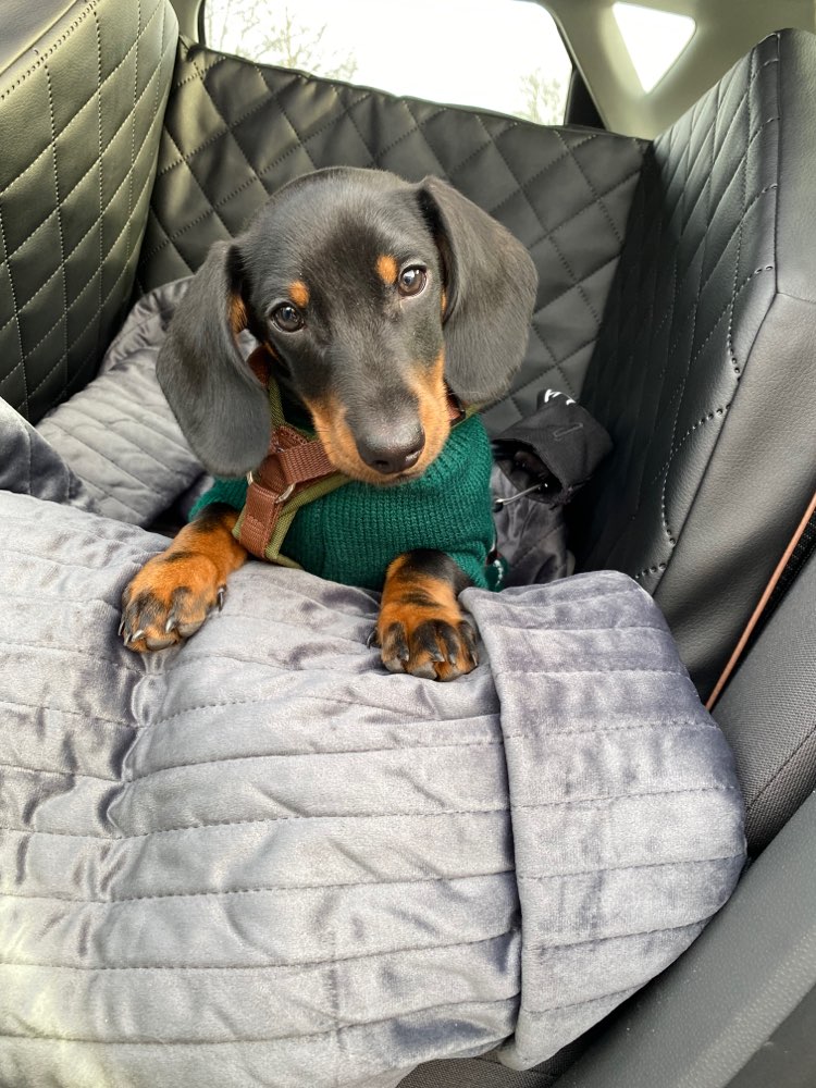 Hundetreffen-Spazieren gehen/ Spielen-Profilbild