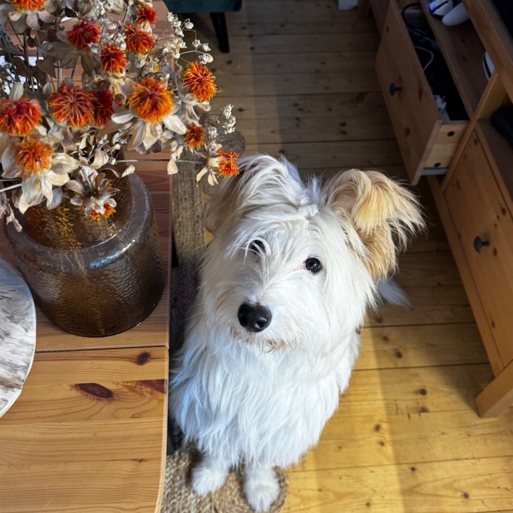 Hundetreffen-Podenco - Treff-Profilbild