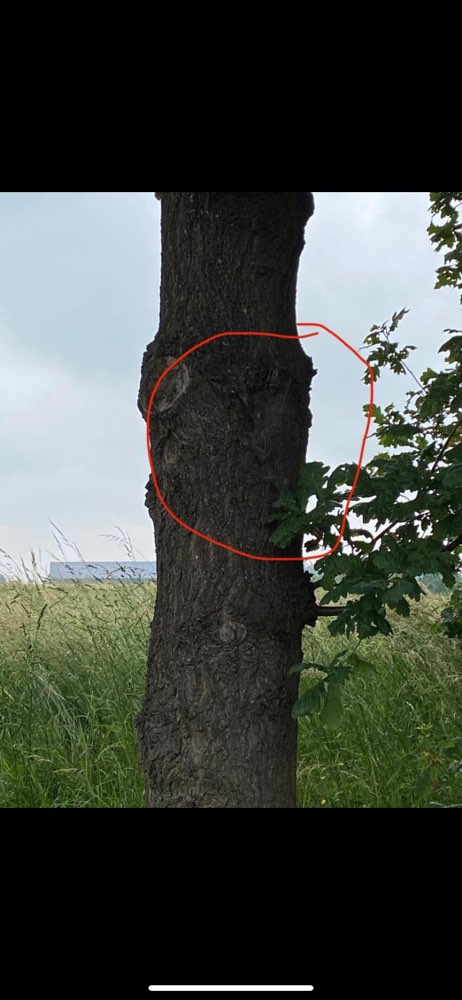 Giftköder-Eichenprozessionsspinner-Profilbild