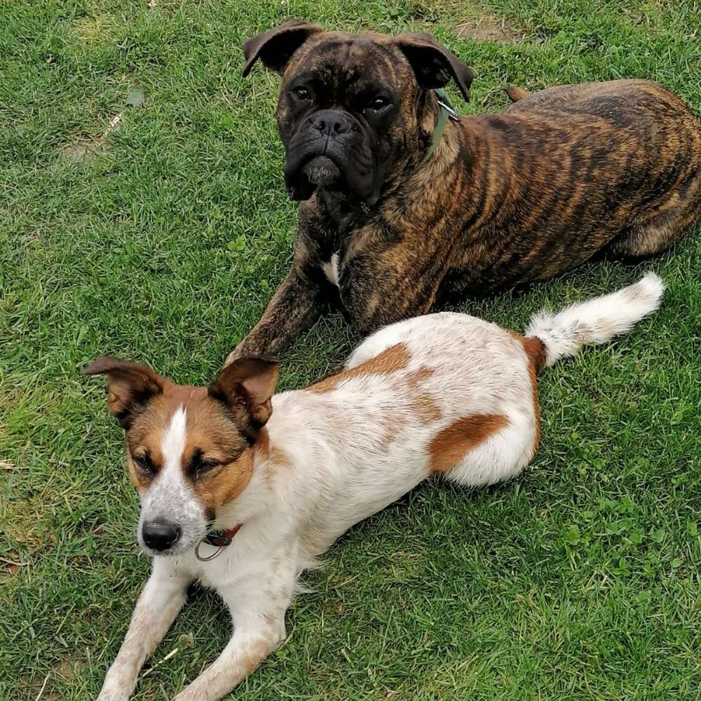 Hundetreffen-Hundetreff , spielen oder Spaziergänge-Profilbild