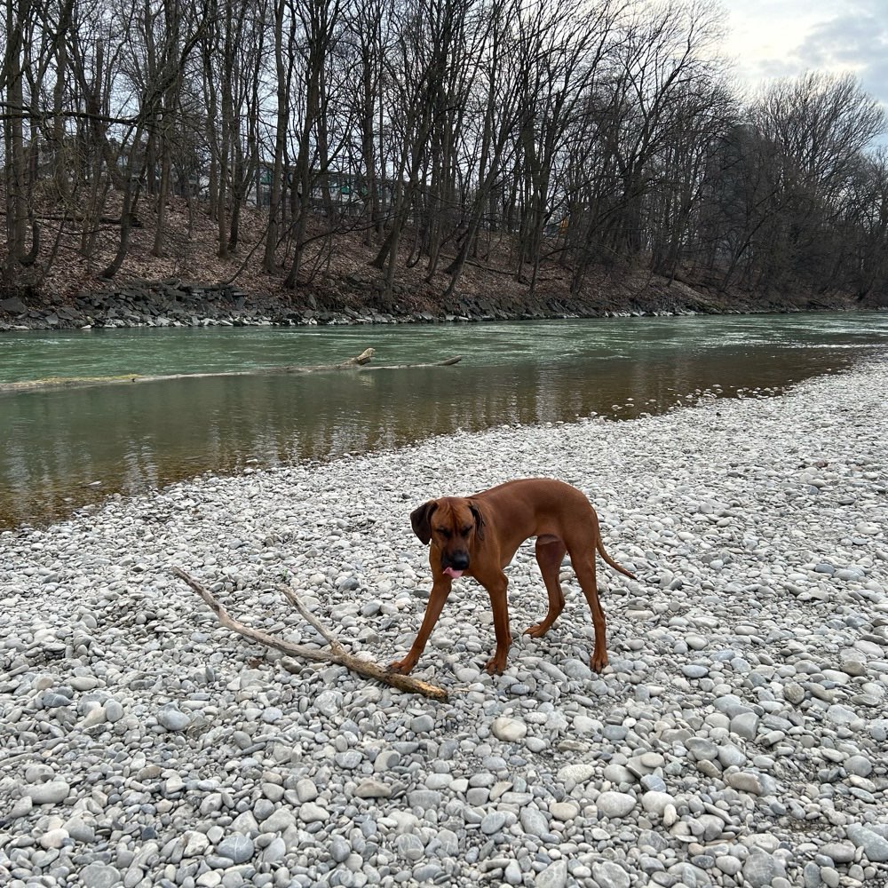 Hundetreffen-Spiel & Spaß beim Gassi gehen 🦮🐕‍🦺-Profilbild