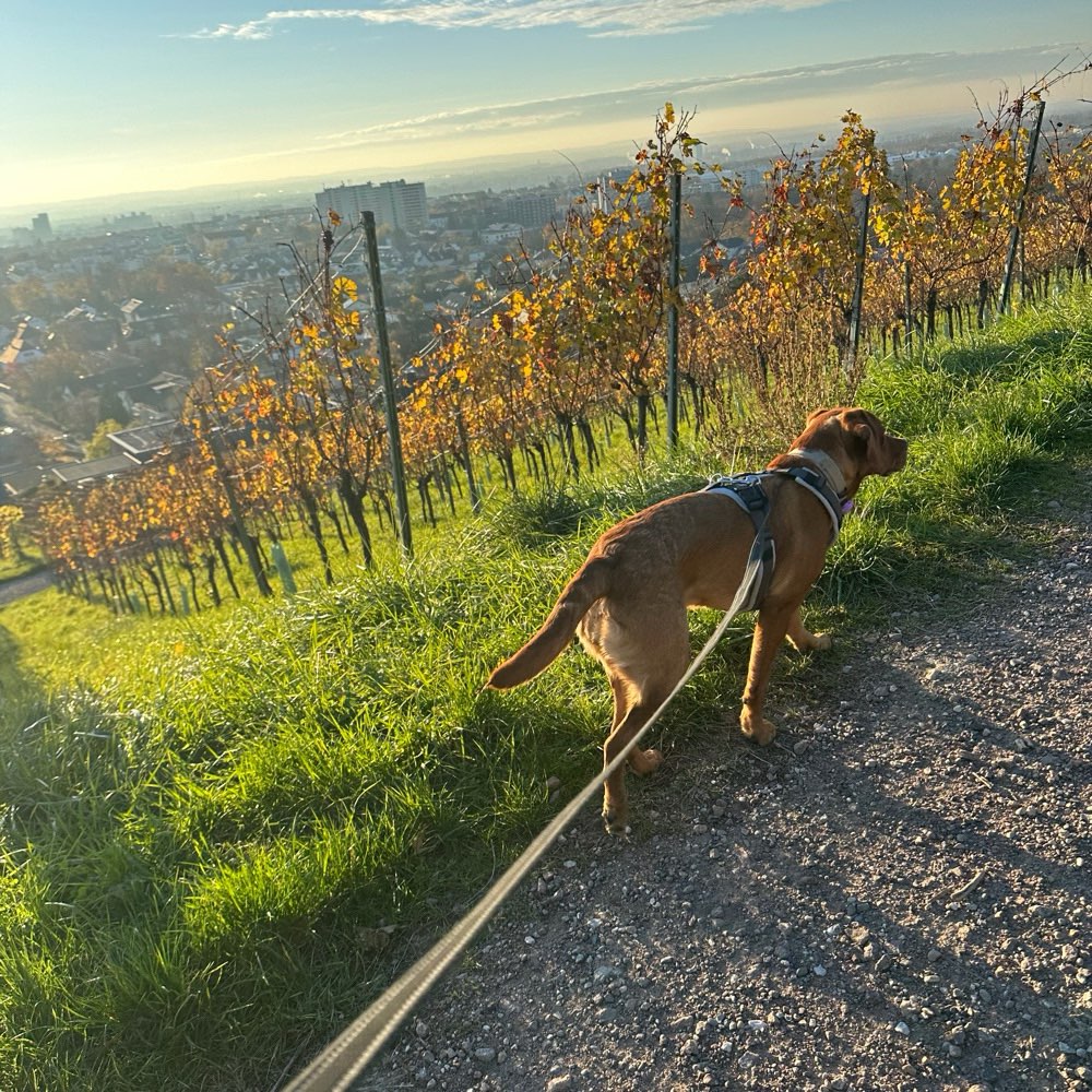 Hundetreffen-Gassirunde/ Trainingsrunde/ Gute Zeit-Profilbild