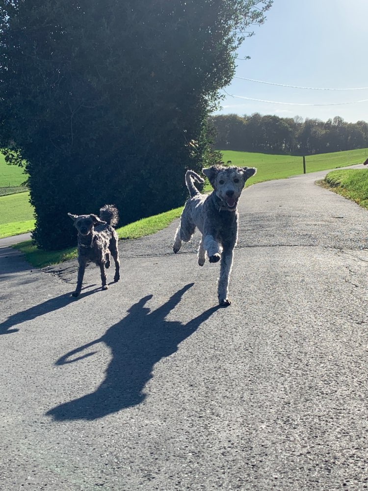 Hundetreffen-Gemeinsame Ründchen-Profilbild
