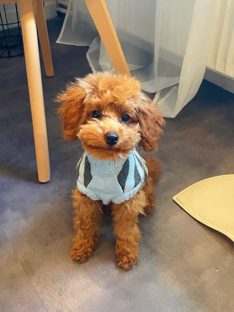 Hundetreffen-Welpen treffen-Profilbild